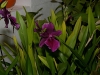 VOF2009_002
