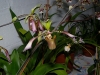 VOF2009_003