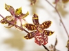 VOF2009_004