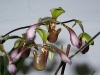 VOF2009_006