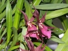 VOF2009_007