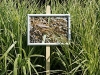 VOF2009_052
