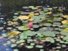 VOF2009_105