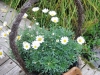 VOF2009_107