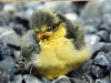 VOF2011_Selects_033