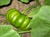 vof2007_065