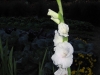 vof2007_067